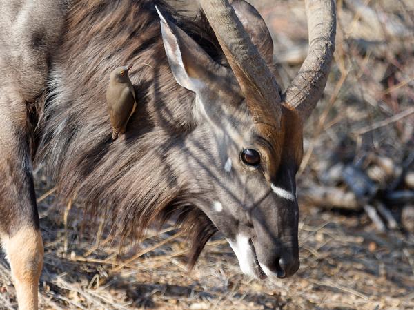 Red-billed oxpecker (Buphagus erythrorhynchus)